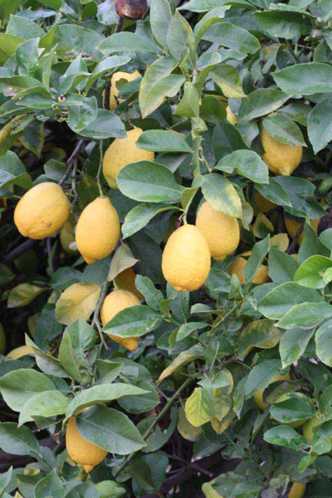            Sun leaves (Riverside, CA)   